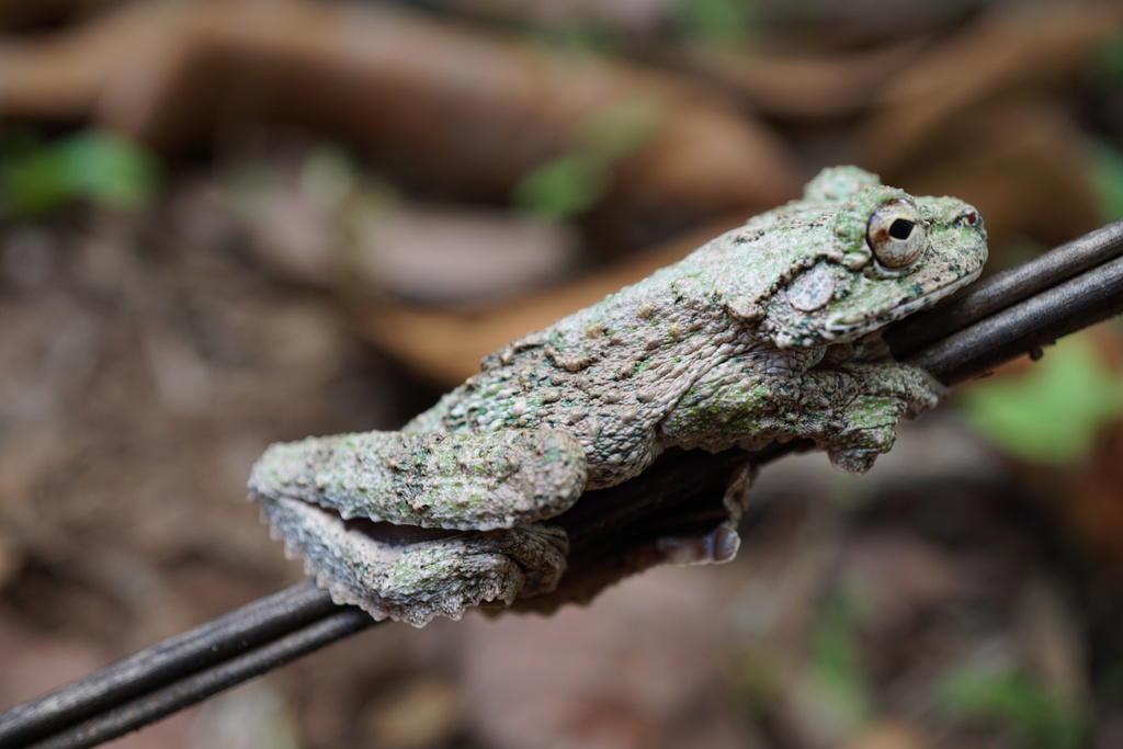 Cope's Brown Fringe-limbed Tree Frog from Colón District, Panama on ...