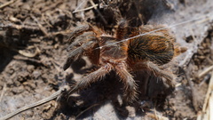 Plesiopelma longisternale