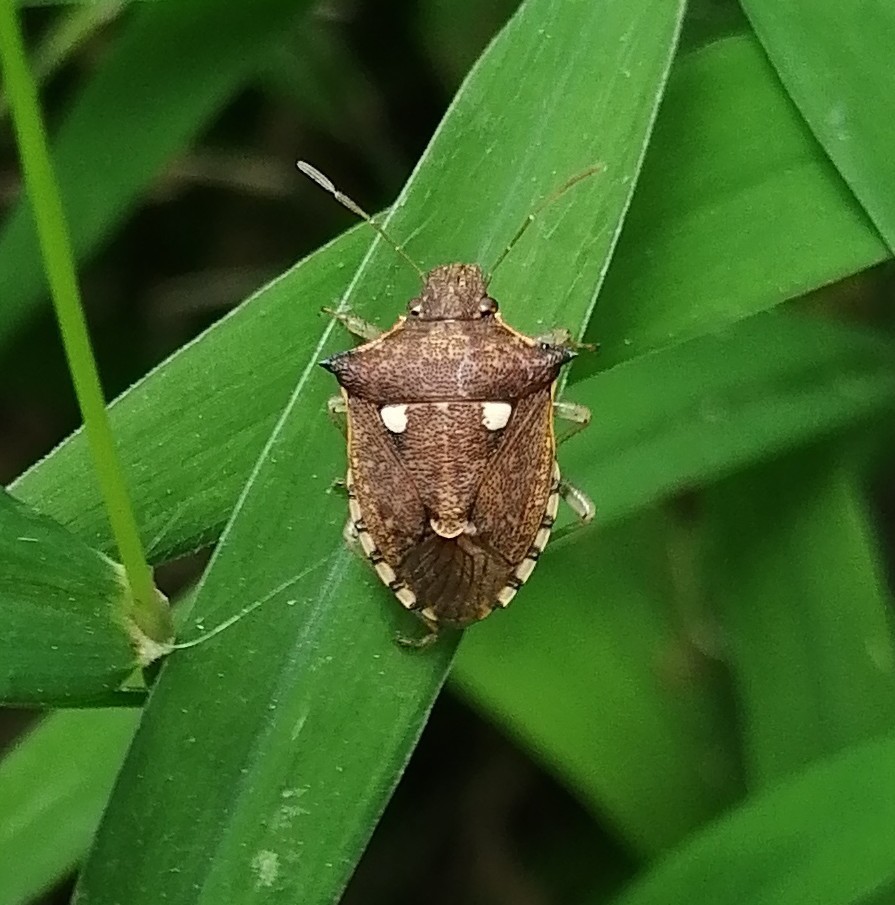 Carbula biguttata