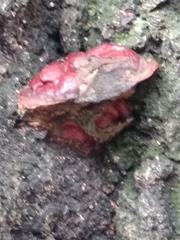 Ganoderma sessile