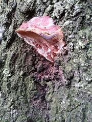 Ganoderma sessile