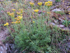 Jacobaea adonidifolia