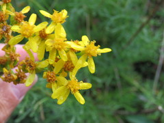 Jacobaea adonidifolia