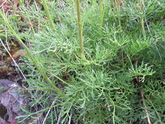 Jacobaea adonidifolia