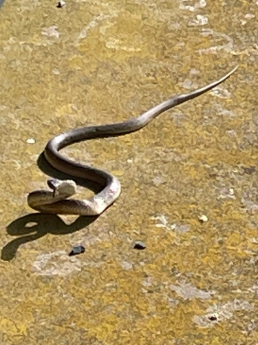 Eastern Brown Snake sighting