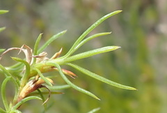 Carpacoce