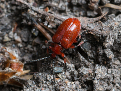 Lilioceris merdigera