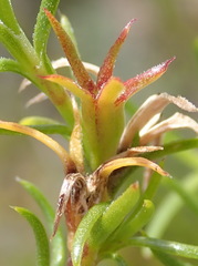 Carpacoce