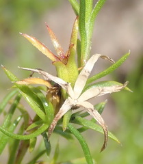 Carpacoce