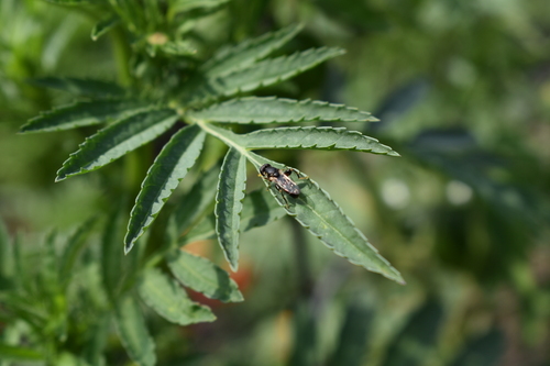 Unknown species found near Springfield, OR, USA