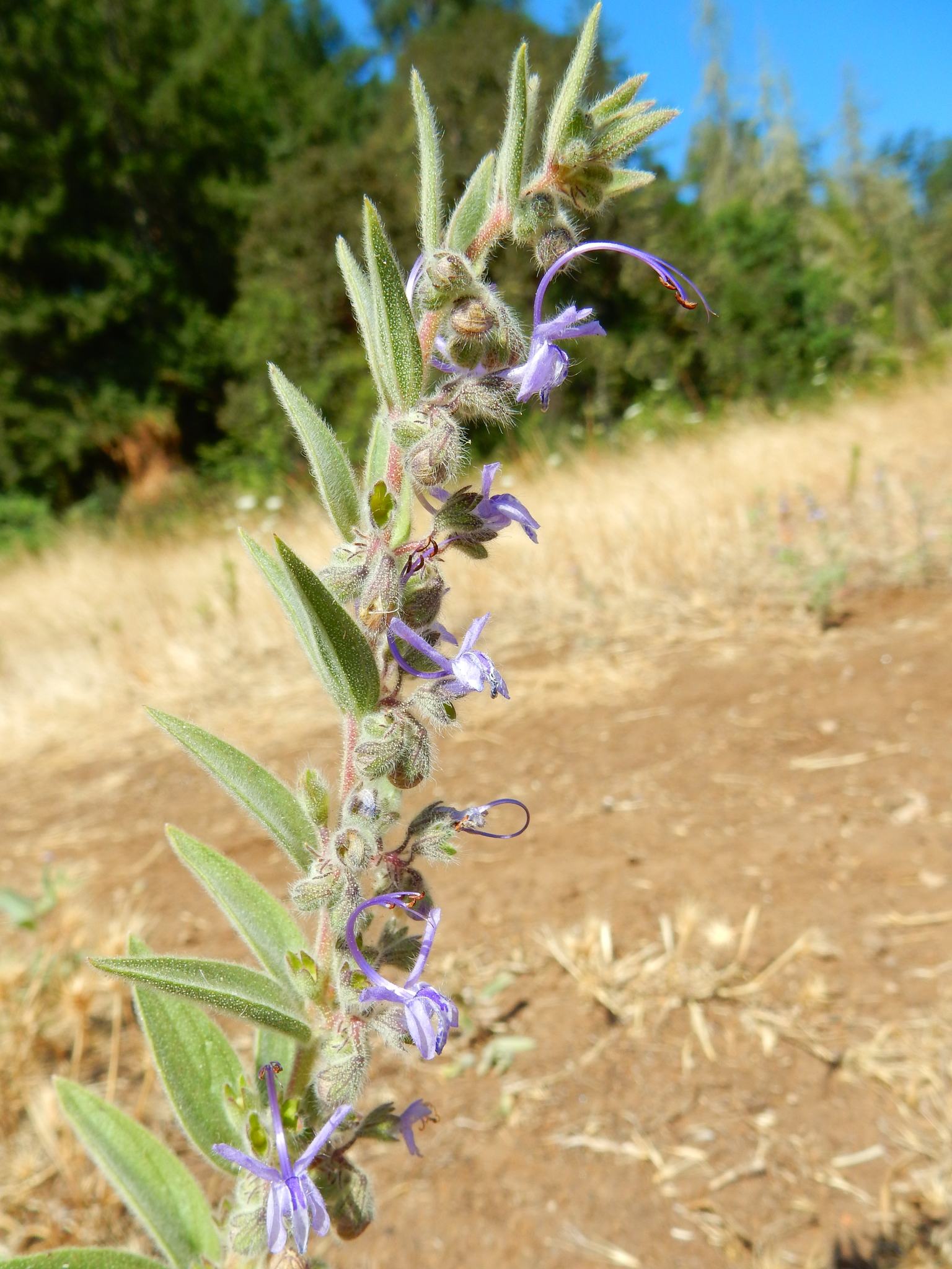 Trichostema lanceolatum