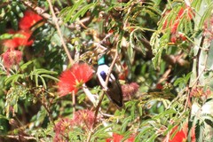 Oreotrochilus leucopleurus