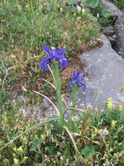 Iris latifolia
