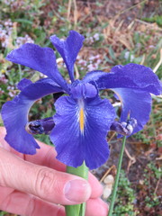 Iris latifolia