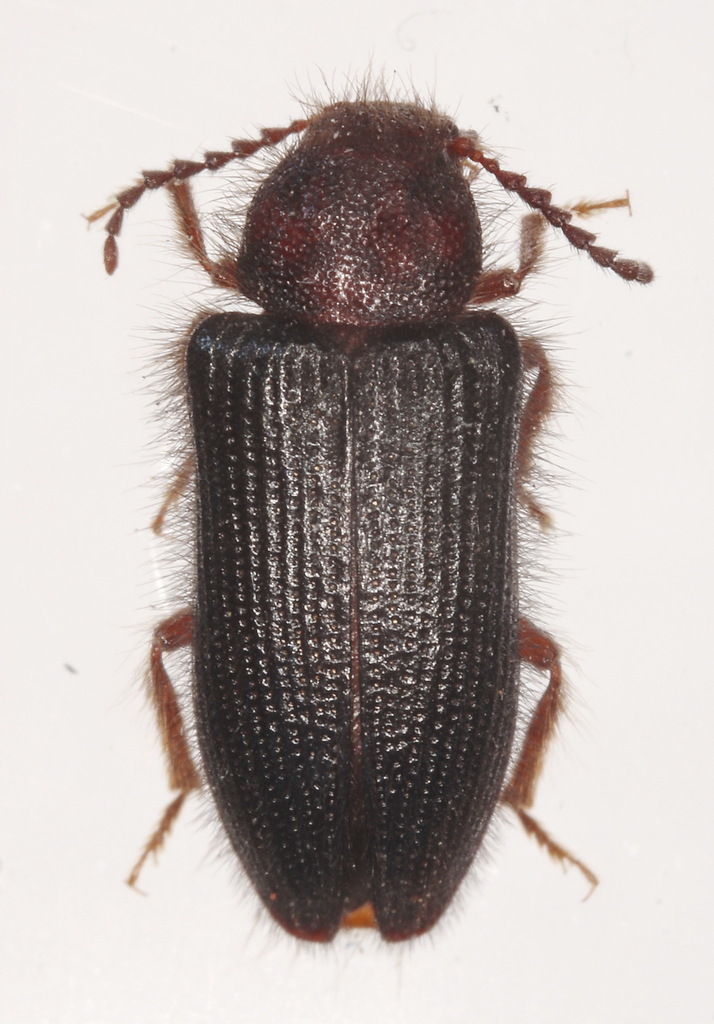 Allopogonia