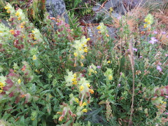 Rhinanthus alectorolophus