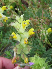 Rhinanthus alectorolophus