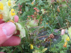 Rhinanthus alectorolophus