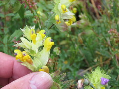 Rhinanthus alectorolophus
