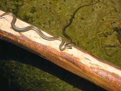 Thamnophis hammondii