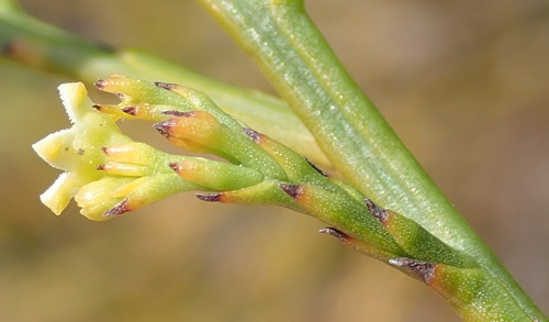 Image of Branched Rootthug by (c) Nicola van Berkel, some rights reserved (CC BY-SA)