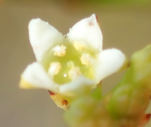 Image of Branched Rootthug by (c) Nicola van Berkel, some rights reserved (CC BY-SA)