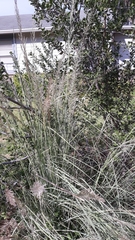 Muhlenbergia lindheimeri