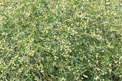 Baptisia alba