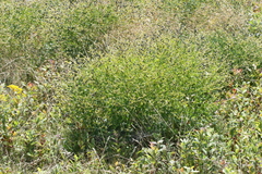 Baptisia alba