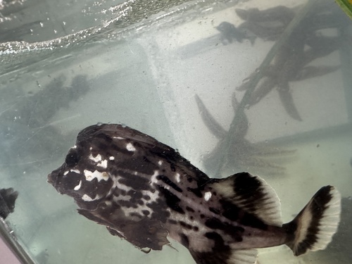 Horsefish (Congiopodus peruvianus) — Congiopodidae