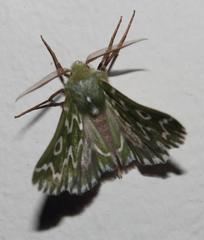 Drepanogynis bifasciata