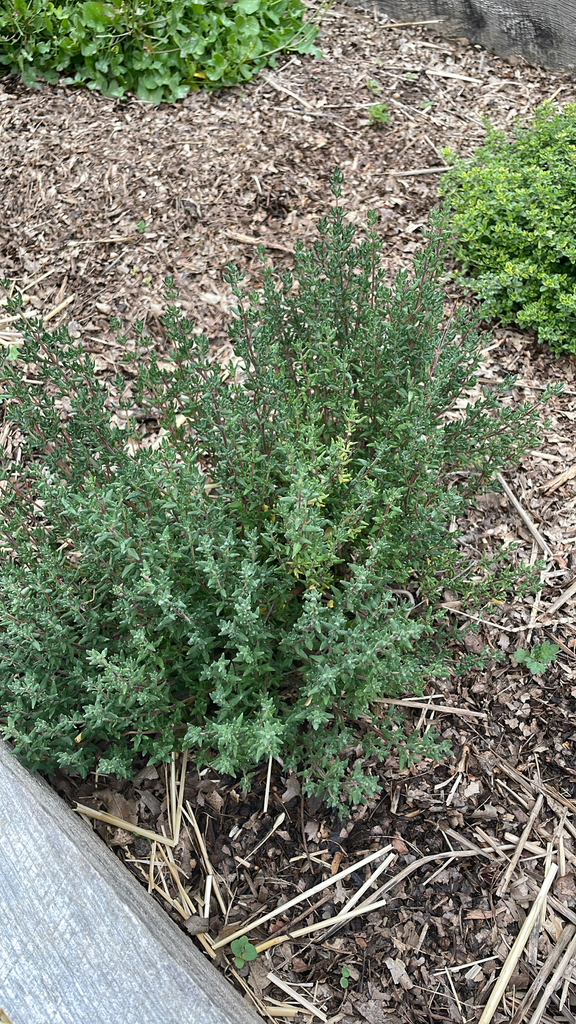 Thymus vulgaris