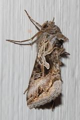 Cornutiplusia circumflexa