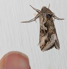 Cornutiplusia circumflexa