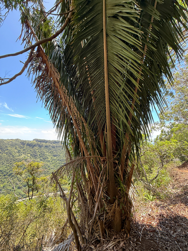 Attalea cohune observed 2025-09-13