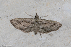 Eupithecia longidens