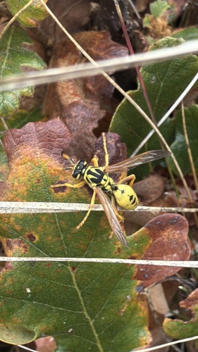 European paper wasp