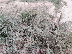 Heliotropium bacciferum