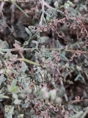 Heliotropium bacciferum