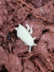 Parcoblatta virginica