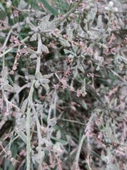 Heliotropium bacciferum