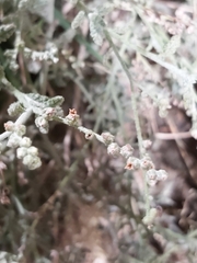 Heliotropium bacciferum