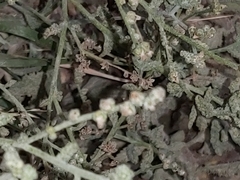 Heliotropium bacciferum