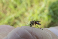 Ochlerotatus