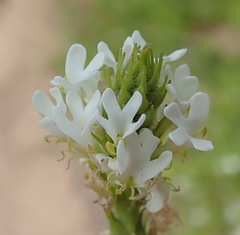 Dischisma ciliatum erinoides