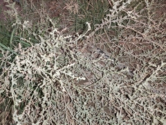 Heliotropium bacciferum