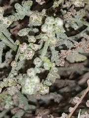 Heliotropium bacciferum