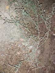 Heliotropium bacciferum