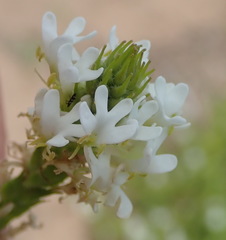 Dischisma ciliatum erinoides