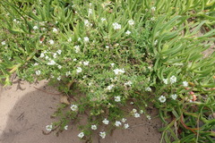 Dischisma ciliatum erinoides